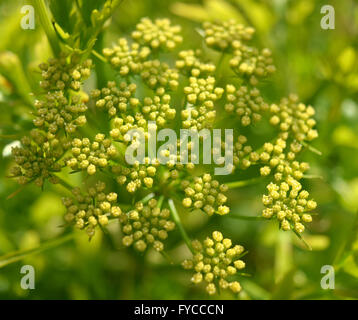 Fioritura di piante di prezzemolo Foto Stock