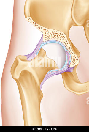 Anca, illustrazione Foto Stock