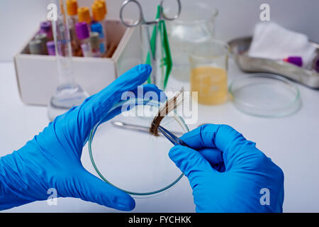 Campione biologico Foto Stock