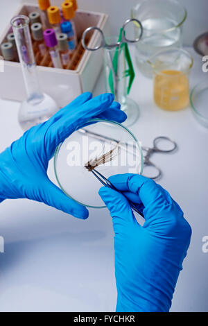 Campione biologico Foto Stock