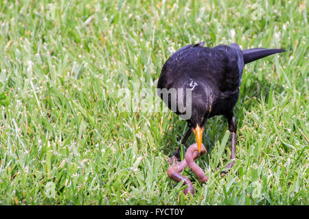 Inizio black bird ottiene il worm Foto Stock