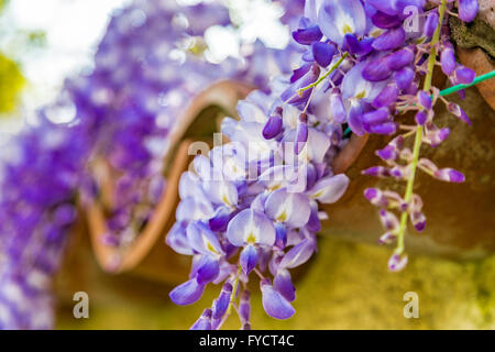 Lilla glicine in piena fioritura Foto Stock