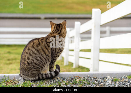 Agriturismo cat vegliare per accogliere i visitatori Foto Stock
