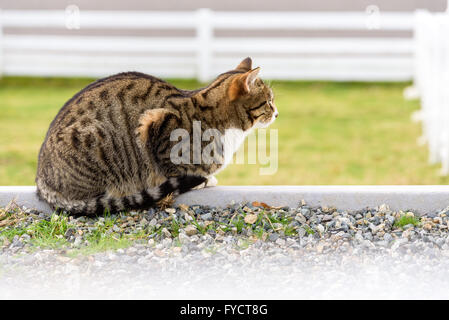 Agriturismo cat vegliare per accogliere i visitatori Foto Stock