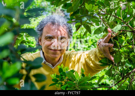 Uomo di mezza età sotto il Maggiociondolo in giardino verde Foto Stock