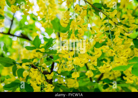 Fiori di colore giallo di un maggiociondolo in piena fioritura di primavera Foto Stock