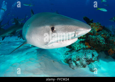 Tiger Shark, Galeocerdo cuvier, nuoto sopra Coral reef, Bahamas Foto Stock