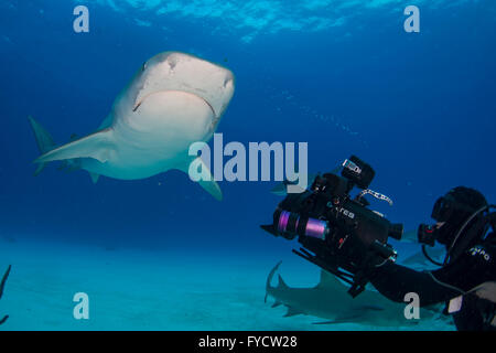 Videografo di scatto a Tiger Shark, Galeocerdo cuvier, Bahamas Foto Stock