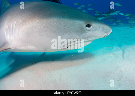 Tiger Shark, Galeocerdo cuvier, nuoto al di sopra di sabbia, Bahamas Foto Stock