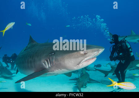 Tiger Shark, Galeocerdo cuvier, guardando un subacqueo, Bahamas Foto Stock