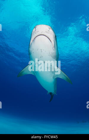 Tiger Shark, Galeocerdo cuvier, nuoto, Bahamas Foto Stock