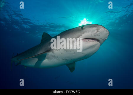 Tiger Shark, Galeocerdo cuvier, nuoto, Bahamas Foto Stock