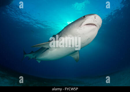Tiger Shark, Galeocerdo cuvier, nuoto, Bahamas Foto Stock
