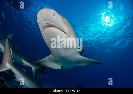 Lo squalo limone, Negaprion brevirostris, Bahamas Foto Stock