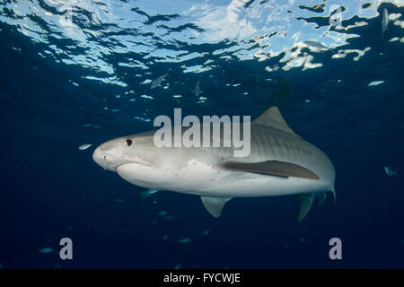 Tiger Shark, Galeocerdo cuvier, Bahamas Foto Stock