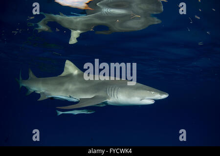 A pochi remoras incollato sulla Lo squalo limone, Negaprion brevirostris, Bahamas Foto Stock