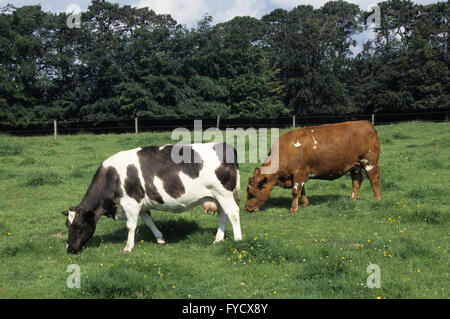 Due mucche al pascolo Foto Stock