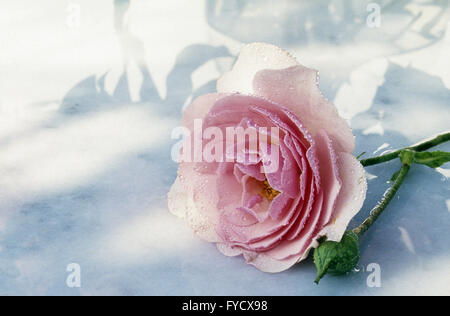 Singolo bocciolo di rosa Foto Stock