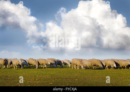 Pastore con le pecore in un prato Foto Stock