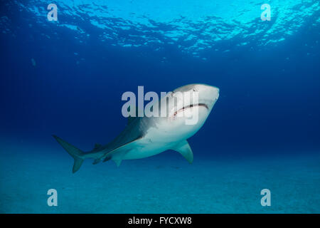 Tiger Shark, Galeocerdo cuvier, parte inferiore, Bahamas Foto Stock
