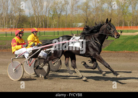 Cablaggio ippodromo trotter horse racing event Foto Stock