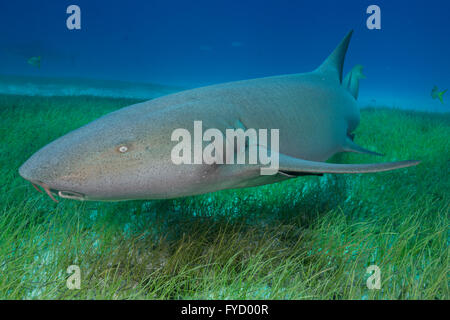 Squalo nutrice, Ginglymostoma cirratum, nuoto su piante fanerogame, Bahamas Foto Stock