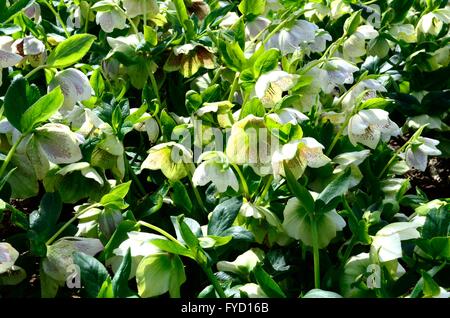 L'elleboro bianco fiori Helleborus x hybidus Helen Ballard back lit Foto Stock