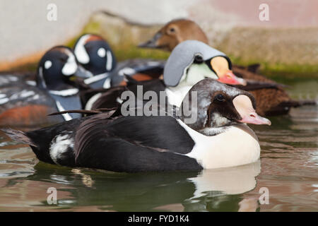 Re Eiders (Somateria spectabilis). Drake immaturi o maschio, anteriore. Adulto dietro. Arlecchino anatre (Histrionicus histrionicus). Foto Stock