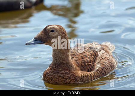 Spectacled Eider (Somateria fischeri). Close up. Femmina. Foto Stock