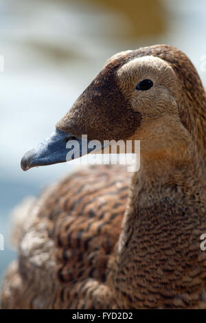 Spectacled Eider (Somateria fischeri). Close up. Dettaglio della testa. Foto Stock