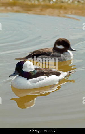 BUFFLEHEAD (BUCEPHALA ALBEOLA). Coppia. North American diving anatre. Drake o maschio di fronte. Foto Stock