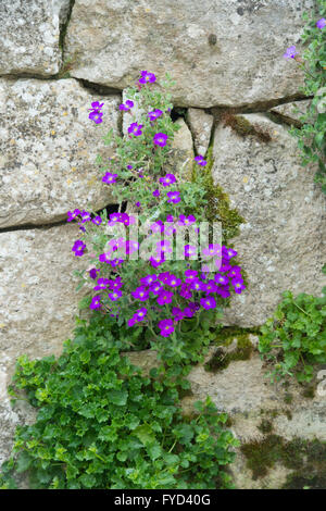 Aubrieta medico muli fiore su un rockery muro di pietra. Regno Unito Foto Stock