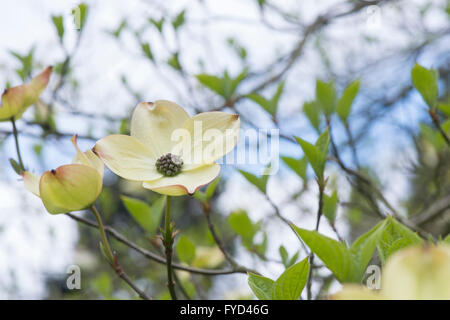 Cornus Ormonde. Ormonde Sanguinello albero in fiore Foto Stock