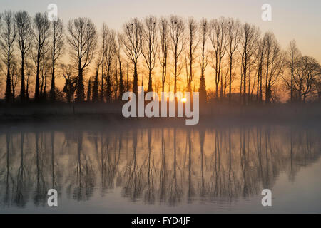 Linea di alberi sul tamigi all'alba. Buscot, Oxfordshire, Inghilterra Foto Stock