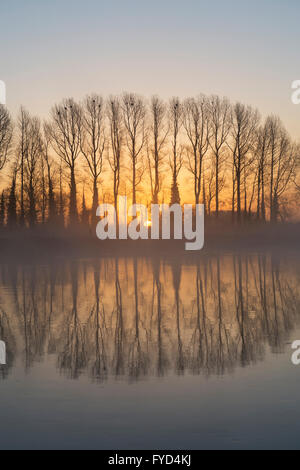 Linea di alberi sul tamigi all'alba. Buscot, Oxfordshire, Inghilterra Foto Stock