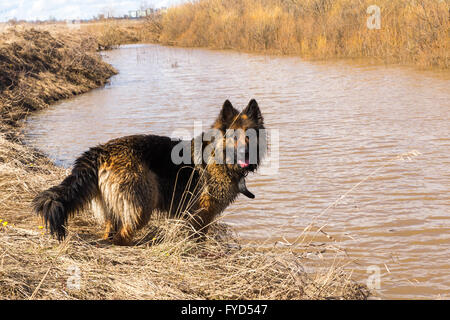 Pastore Tedesco cane Foto Stock