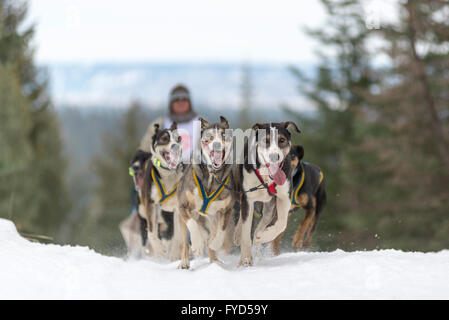 Eagle Cap Extreme dogsled gara in Oregon Wallowa della montagna. Foto Stock