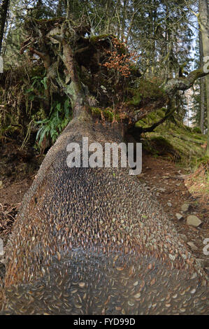 Monete martellate dentro un albero in Tarn Hows Lake District Cumbria Foto Stock