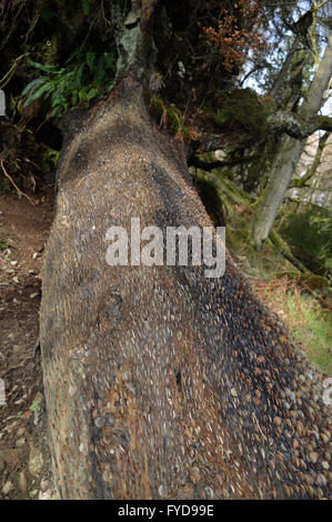 Monete martellate dentro un albero in Tarn Hows Lake District Cumbria Foto Stock