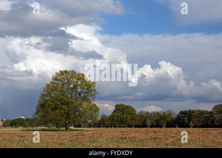 Bushy Park, London, Regno Unito. Il 26 aprile 2016. Regno Unito: Meteo enorme cumulonimbus nuvole passano sopra Bushy Park, in un pomeriggio di sole e di docce in SW London. Credito: Julia Gavin UK/Alamy Live News Foto Stock