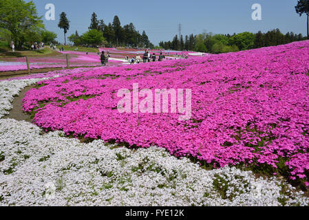 Saitama, Giappone. 26 apr, 2016. Colorato moss phlox i fiori sono in piena fioritura presso il parco Hitsujiyama in Chichibu nella prefettura di Saitama, a ovest di Tokyo il martedì 26 aprile, 2016. Più di 400.000 rosa moss phlox con 9 diversi colori che coprono circa 17.600 metri quadrati di attirare i visitatori su una soleggiata giornata di primavera. Credito: Yoshio Tsunoda/AFLO/Alamy Live News Foto Stock