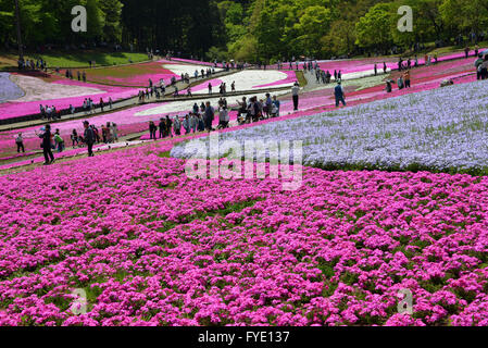 Saitama, Giappone. 26 apr, 2016. Colorato moss phlox i fiori sono in piena fioritura presso il parco Hitsujiyama in Chichibu nella prefettura di Saitama, a ovest di Tokyo il martedì 26 aprile, 2016. Più di 400.000 rosa moss phlox con 9 diversi colori che coprono circa 17.600 metri quadrati di attirare i visitatori su una soleggiata giornata di primavera. Credito: Yoshio Tsunoda/AFLO/Alamy Live News Foto Stock