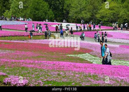 Saitama, Giappone. 26 apr, 2016. Colorato moss phlox i fiori sono in piena fioritura presso il parco Hitsujiyama in Chichibu nella prefettura di Saitama, a ovest di Tokyo il martedì 26 aprile, 2016. Più di 400.000 rosa moss phlox con 9 diversi colori che coprono circa 17.600 metri quadrati di attirare i visitatori su una soleggiata giornata di primavera. Credito: Yoshio Tsunoda/AFLO/Alamy Live News Foto Stock