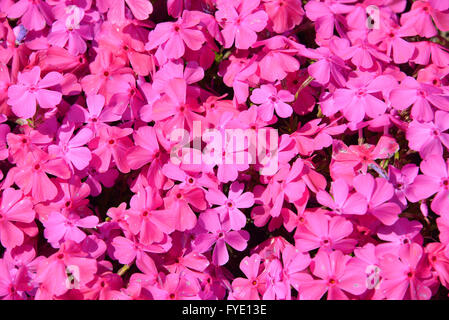 Saitama, Giappone. 26 apr, 2016. Colorato moss phlox i fiori sono in piena fioritura presso il parco Hitsujiyama in Chichibu nella prefettura di Saitama, a ovest di Tokyo il martedì 26 aprile, 2016. Più di 400.000 rosa moss phlox con 9 diversi colori che coprono circa 17.600 metri quadrati di attirare i visitatori su una soleggiata giornata di primavera. Credito: Yoshio Tsunoda/AFLO/Alamy Live News Foto Stock