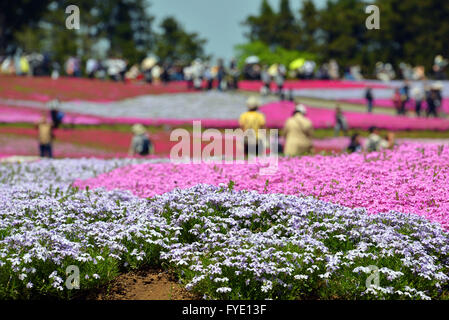 Saitama, Giappone. 26 apr, 2016. Colorato moss phlox i fiori sono in piena fioritura presso il parco Hitsujiyama in Chichibu nella prefettura di Saitama, a ovest di Tokyo il martedì 26 aprile, 2016. Più di 400.000 rosa moss phlox con 9 diversi colori che coprono circa 17.600 metri quadrati di attirare i visitatori su una soleggiata giornata di primavera. Credito: Yoshio Tsunoda/AFLO/Alamy Live News Foto Stock