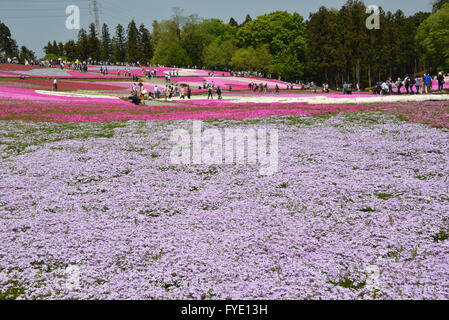 Saitama, Giappone. 26 apr, 2016. Colorato moss phlox i fiori sono in piena fioritura presso il parco Hitsujiyama in Chichibu nella prefettura di Saitama, a ovest di Tokyo il martedì 26 aprile, 2016. Più di 400.000 rosa moss phlox con 9 diversi colori che coprono circa 17.600 metri quadrati di attirare i visitatori su una soleggiata giornata di primavera. Credito: Yoshio Tsunoda/AFLO/Alamy Live News Foto Stock