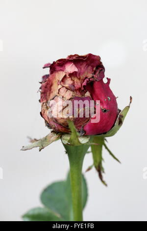 Macro shot di red rosebud colpiti da parassiti Foto Stock