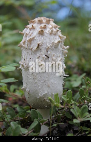 Un Shaggy Mane (Coprinus) funghicoltura in Alberta pedemontana Foto Stock