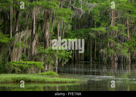 Cypress swamp intorno a caddo Lake State Park vicino incerta, Texas. Foto Stock