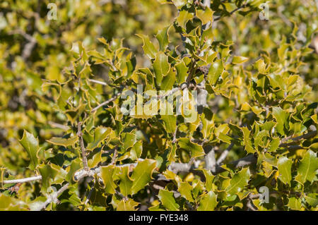 Dettaglio di foglie di quercia Kermes, Quercus coccifera. È nativo della regione del Mediterraneo settentrionale e Maghreb africano. Foto Stock